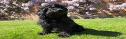 Mixed Breed dogs for sale: Delightful Schnockerpoo Puppies  - Advert 4