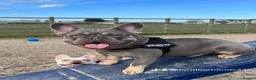 French Bulldog dogs for sale: Lilac Tan French Bulldogs  - Advert 15