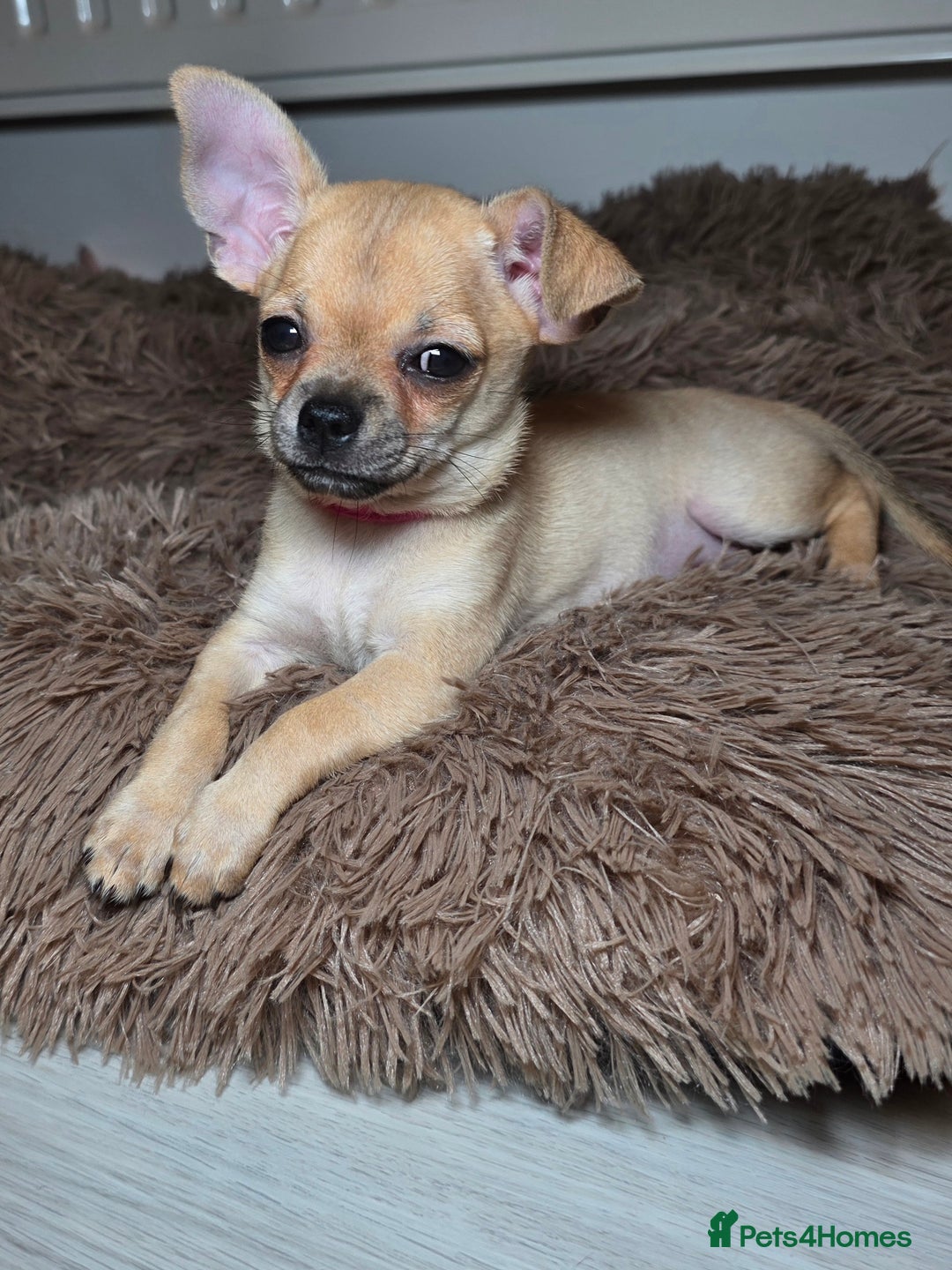 Chihuahua dogs for sale: CHIHUAHUA Girls Ready To Go - Advert 22