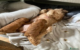 Mixed Breed dogs for sale: COCKAPOO Male and Female fox red  puppies - Image 9