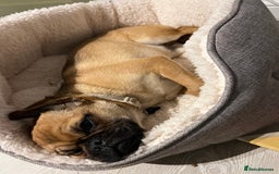 Mixed Breed dogs for sale: Jug for sale - Image 10