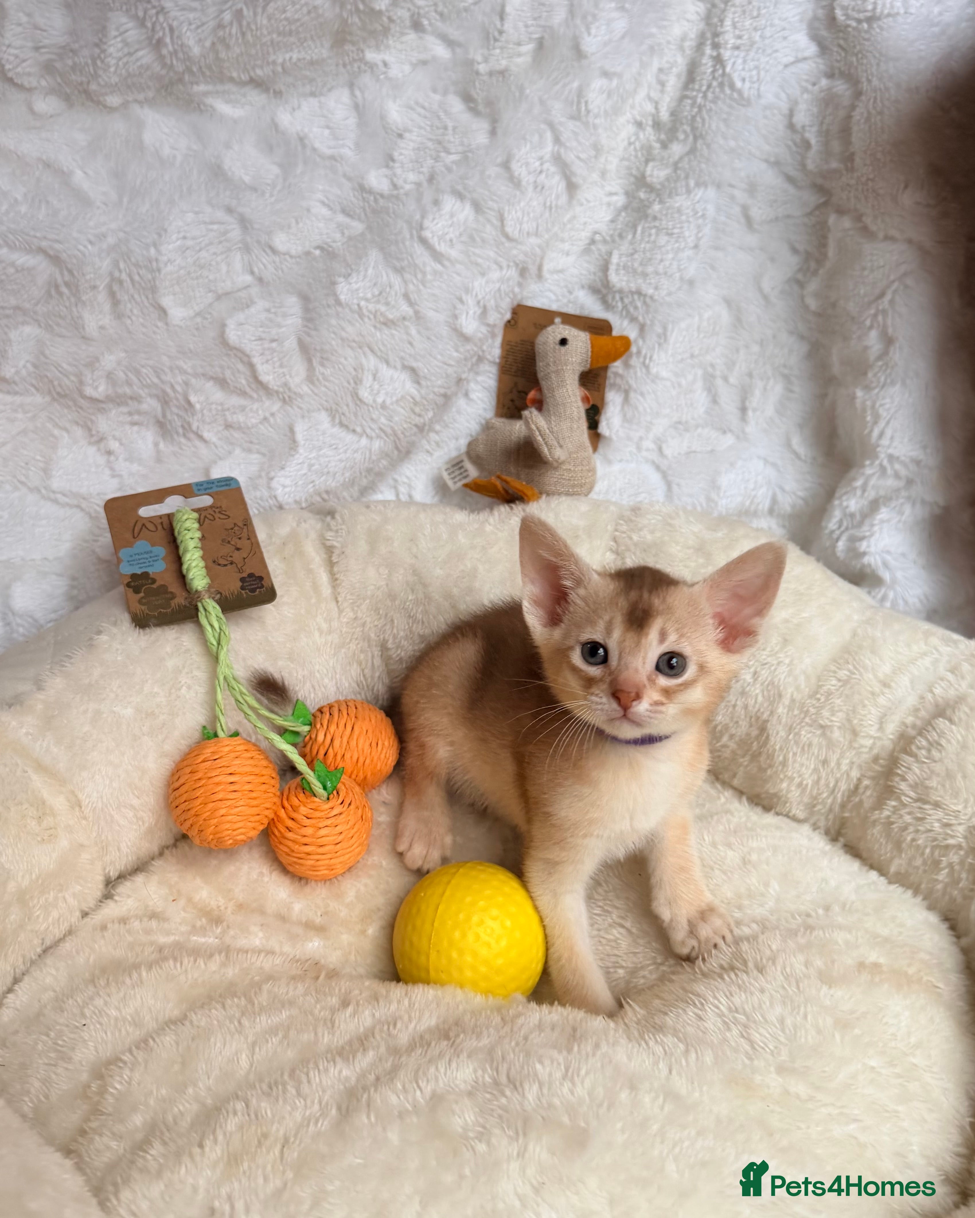 Abyssinian cats for sale: 🏆✨ CHAMPION Silver Cinnamon  Abyssinian  ✨🏆❤️ - Advert 28