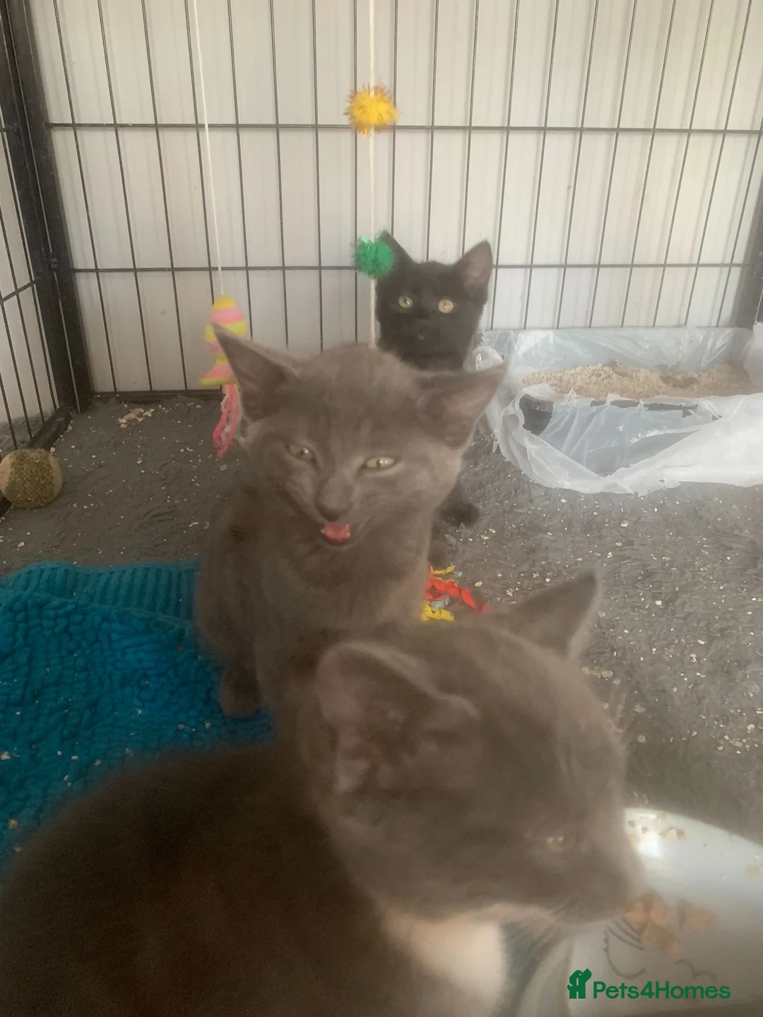 Mixed Breed cats for sale: beautiful semi long kittens - Advert 2