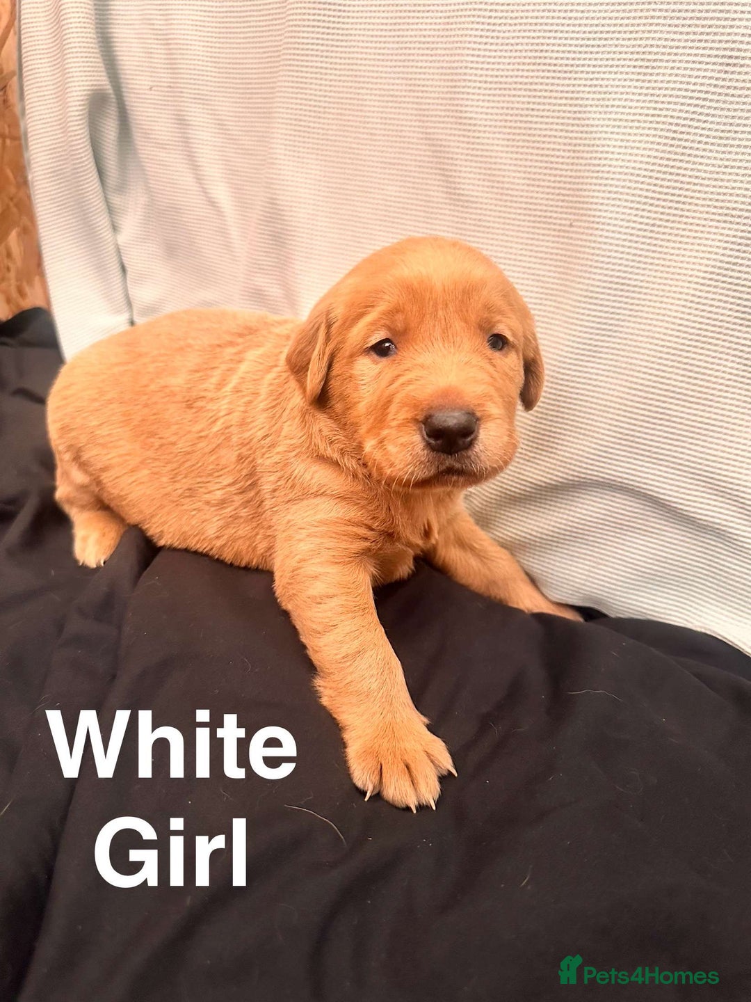 Labrador Retriever dogs for sale: Stunning Labrador Puppy's ( 4 girls, 3 boys ) - Image 19