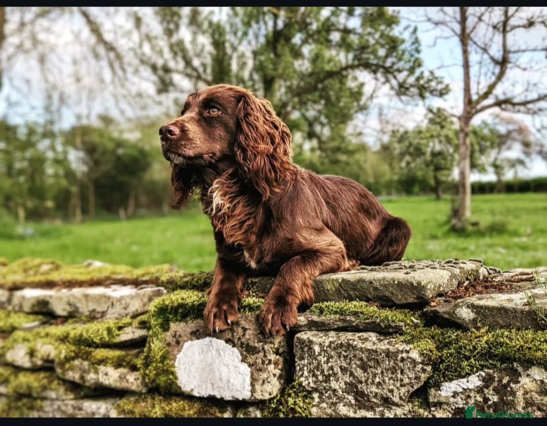 Cocker Spaniel dogs for sale: Kennel Club Registered Cocker Spaniel Puppies  - Image 7