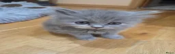 Scottish Fold cats for sale: Scottish kitten lilac blue, ready now, girl boy - Advert 17