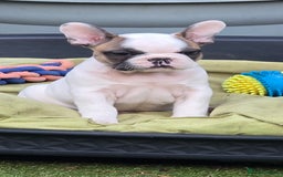 French Bulldog dogs for sale: Adorable Frenchie Puppies Seeking Forever Homes - Image 10