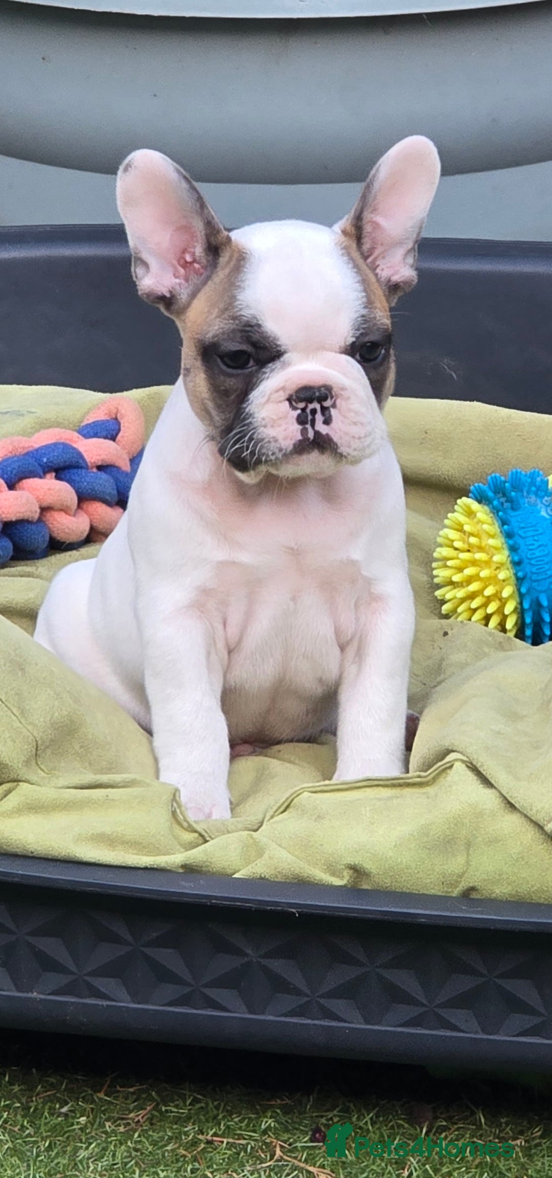 French Bulldog dogs for sale: Adorable Frenchie Puppies Seeking Forever Homes - Image 10