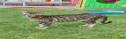 Savannah cats for sale: Buddy 4 year old Male S7 Savannah - Advert 8