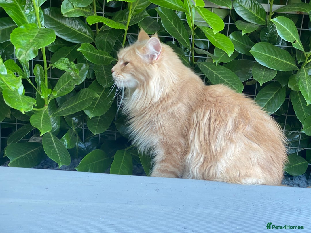 Maine Coon cats for sale: Attention please  - Image 5