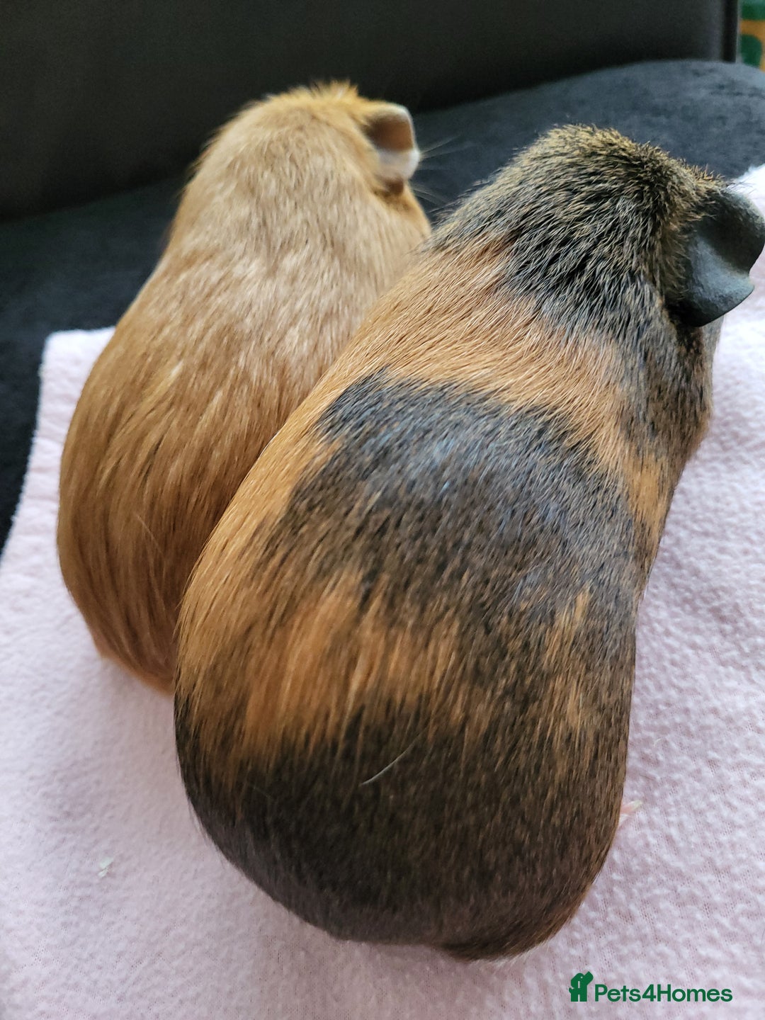 Guinea Pig rodents for sale: Baby girls guinea pigs  - Image 5