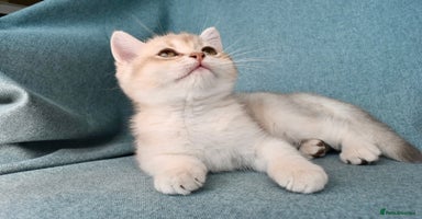British Shorthair cats - Advert 3
