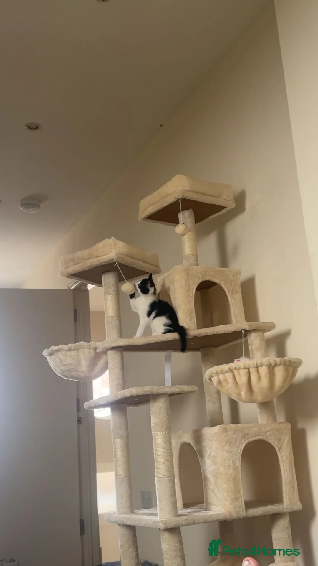 Mixed Breed cats for sale: 19 weeks male kitten - Advert 2