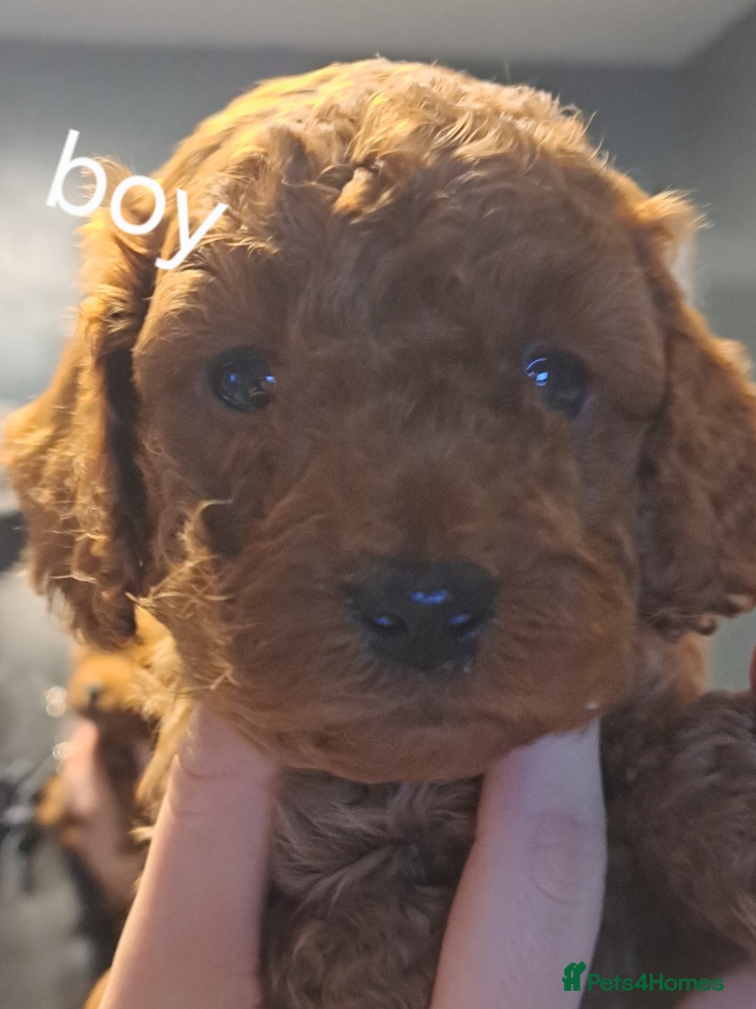 Cockapoo dogs for sale: Miniature cockapoos  - Advert 5