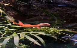 Iguana reptiles for sale: Orange zero iguana - Image 7