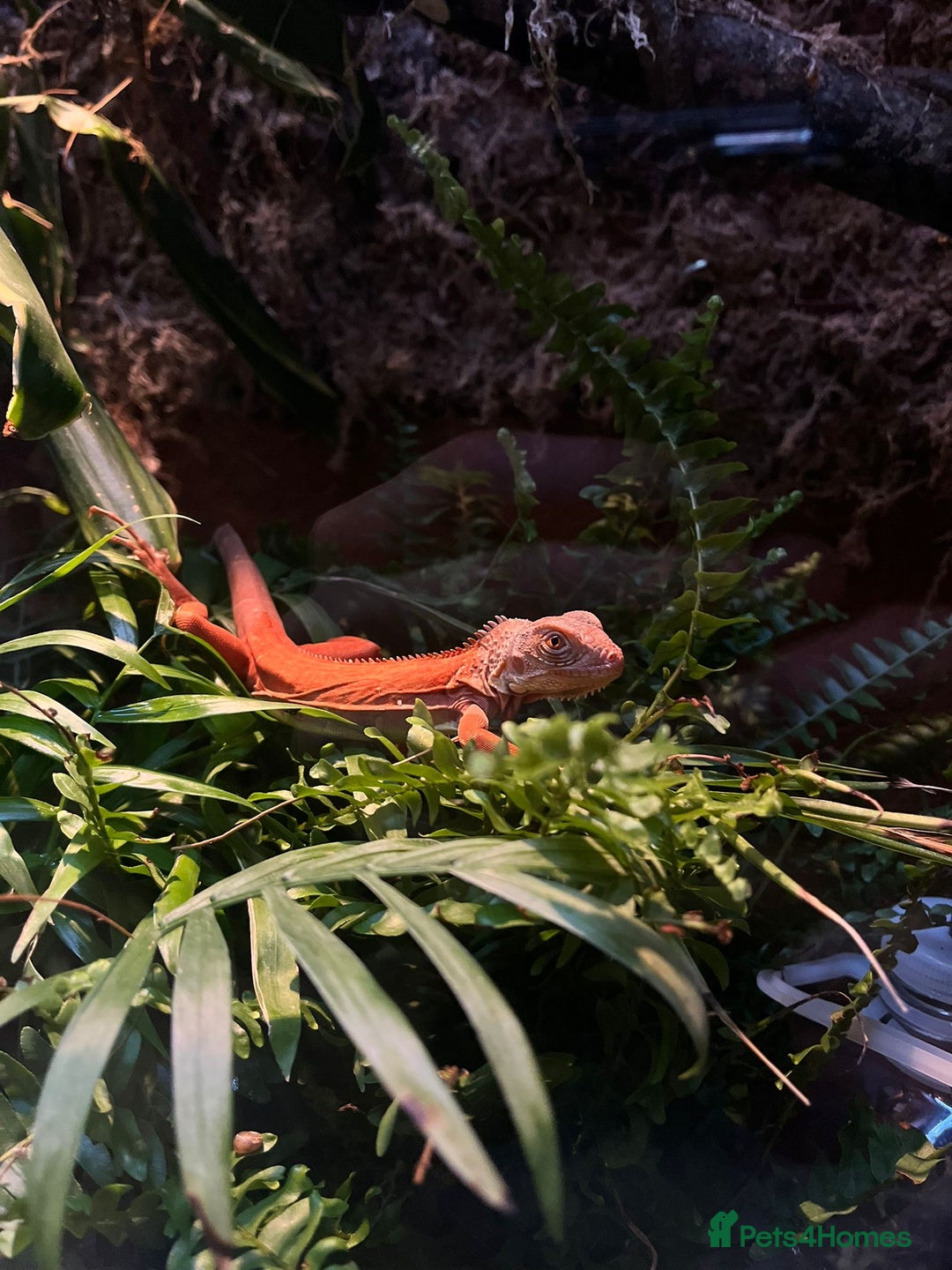 Iguana reptiles for sale: Orange zero iguana - Image 7