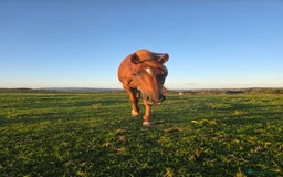Irish Thoroughbred horses for sale: 15'1 Thoroughbred For Sale - Image 4