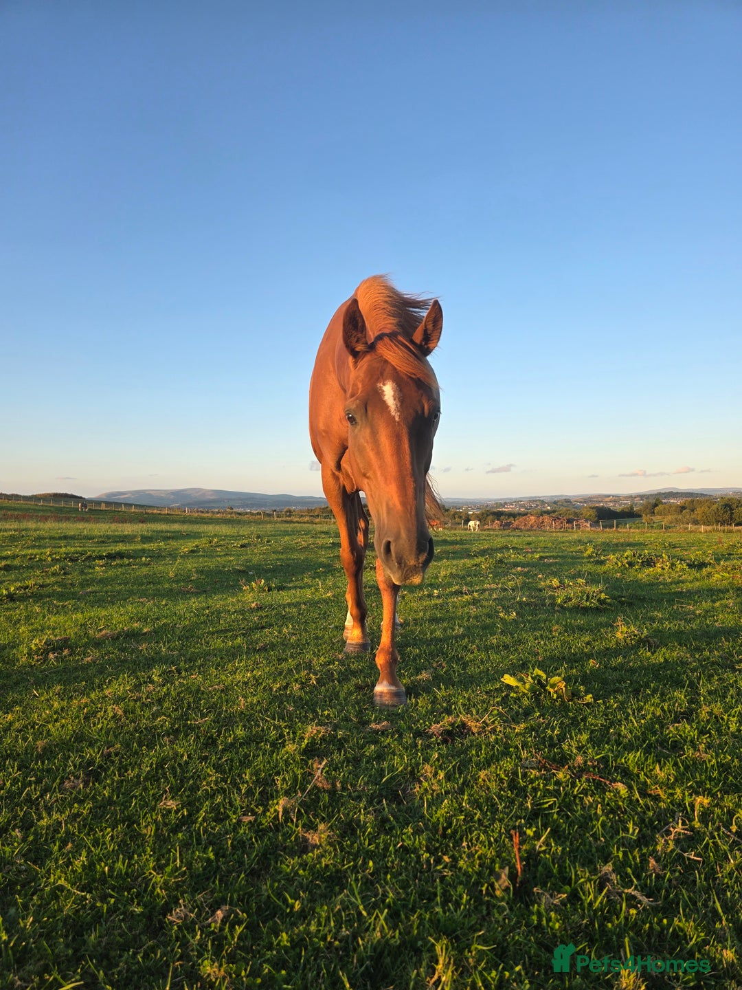 Irish Thoroughbred horses for sale: 15'1 Thoroughbred For Sale - Image 4