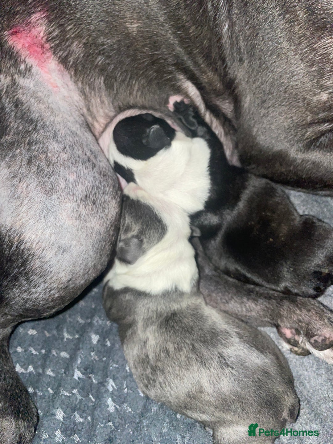 Boston Terrier dogs for sale: Bostons of Scotland  - Image 7