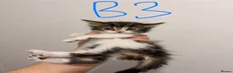 Mixed Breed cats for sale: ⭐ 5 Gorgeous Siberian x Bengal x BSH Kittens ⭐ in Coventry - Advert 14