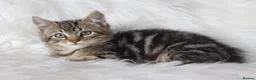 Mixed Breed cats for sale: Stunning Male Tabby Kitten  - Advert 6