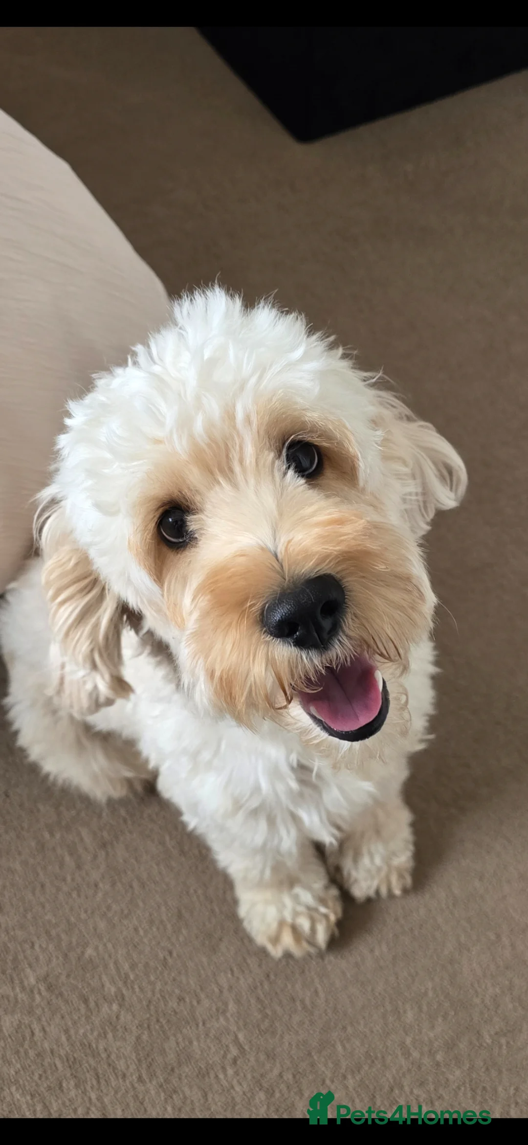 Cockapoo dogs for sale: Beautiful litter of F1b Cockapoo pups in Doncaster - Advert 2