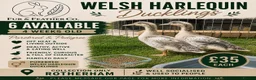 Ducks poultry for sale:  Purebred Welsh Harlequin Ducklings Available 🐥 - Advert 1