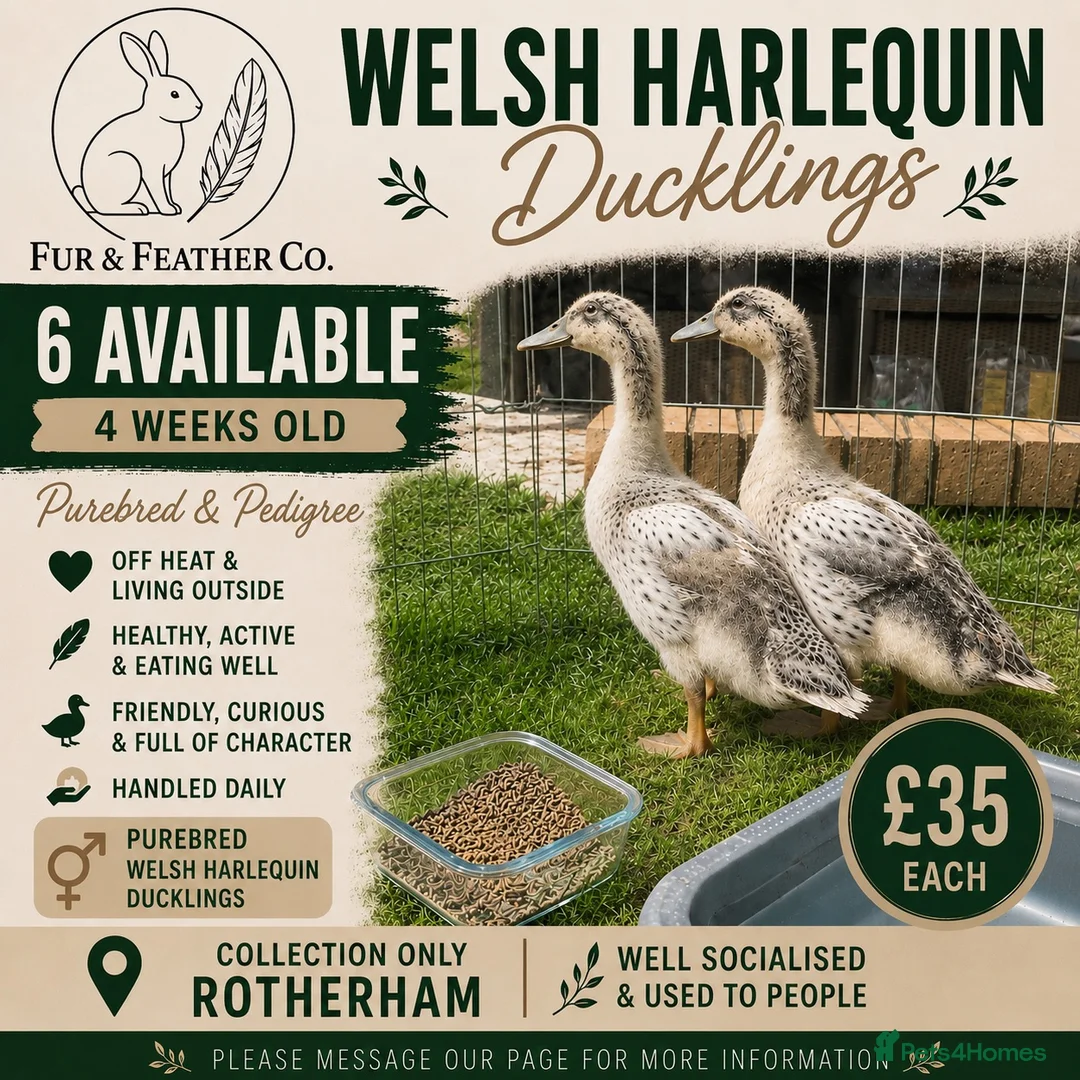 Ducks poultry for sale:  Purebred Welsh Harlequin Ducklings Available 🐥 - Advert 1