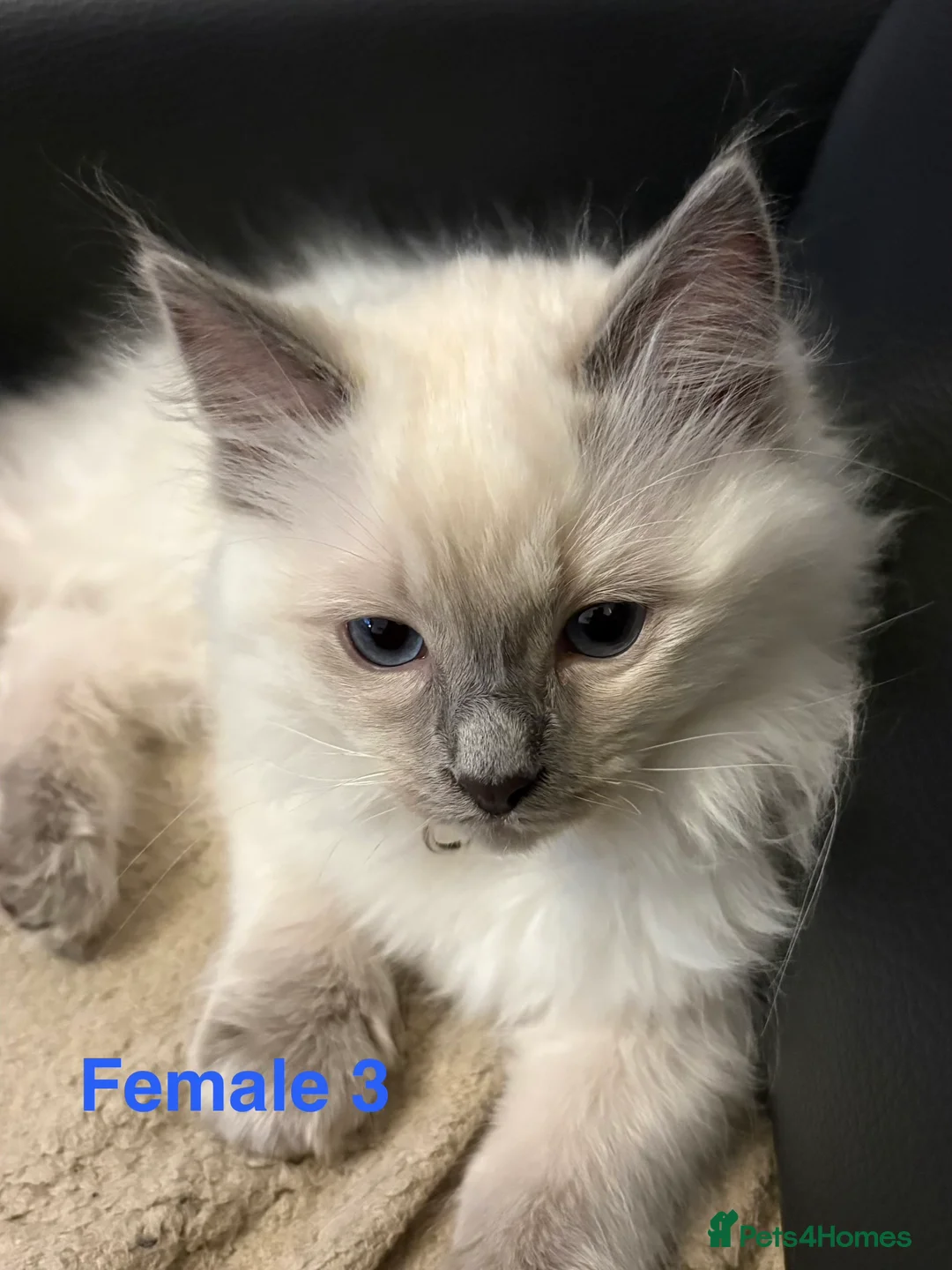 Ragdoll cats for sale: Six Ragdoll Kittens For Sale  - Advert 24