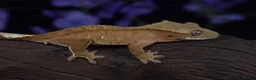 Gecko reptiles for sale: High end crested geckos - Advert 3