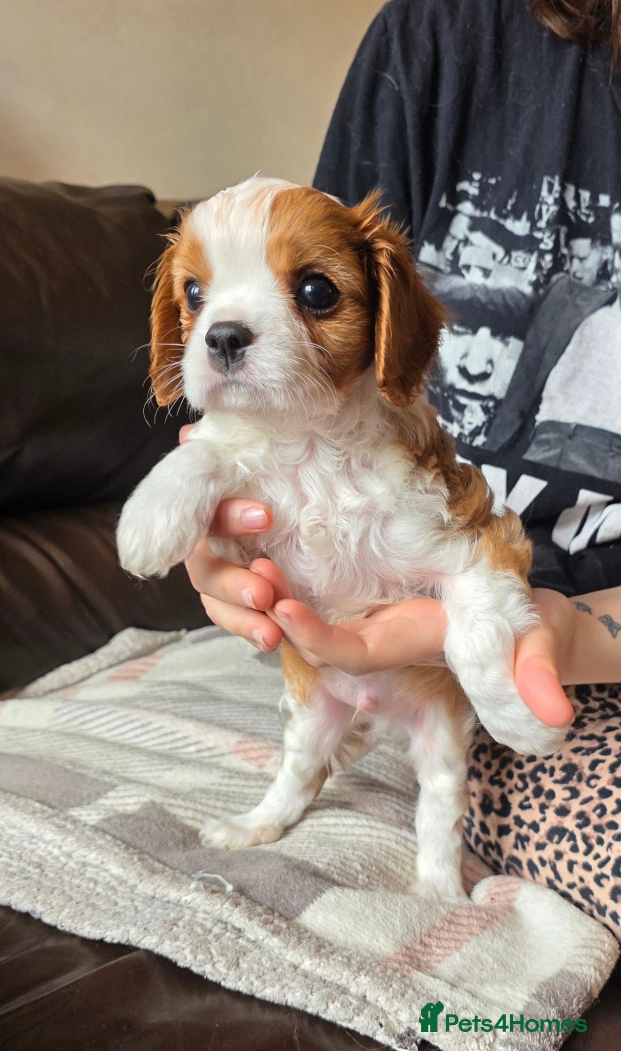Cavalier King Charles Spaniel dogs Health tested Cavalier King Charles ready now - Advert 1