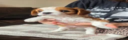 Cavalier King Charles Spaniel dogs for sale: Health tested Cavalier King Charles ready now - Advert 5