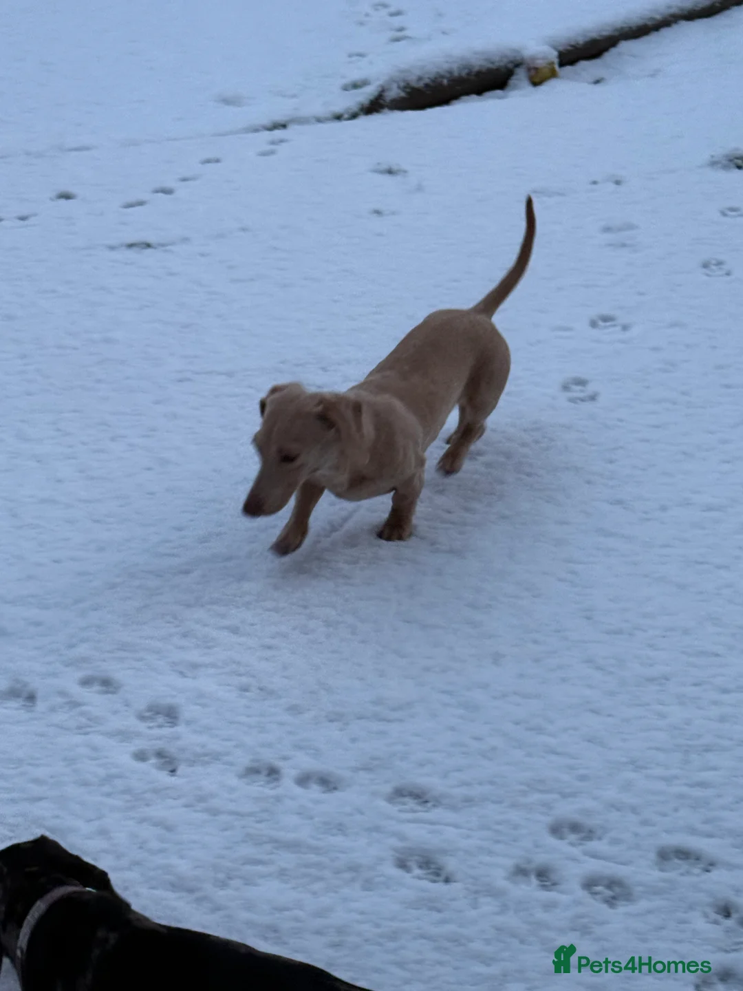 Miniature Dachshund dogs for sale: pure cream pink nose KC reg miniature dachshund  - Advert 7