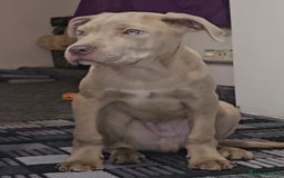 Mixed Breed dogs for sale: Cane Corso/Presa Canario Molloser dogs  - Advert 4