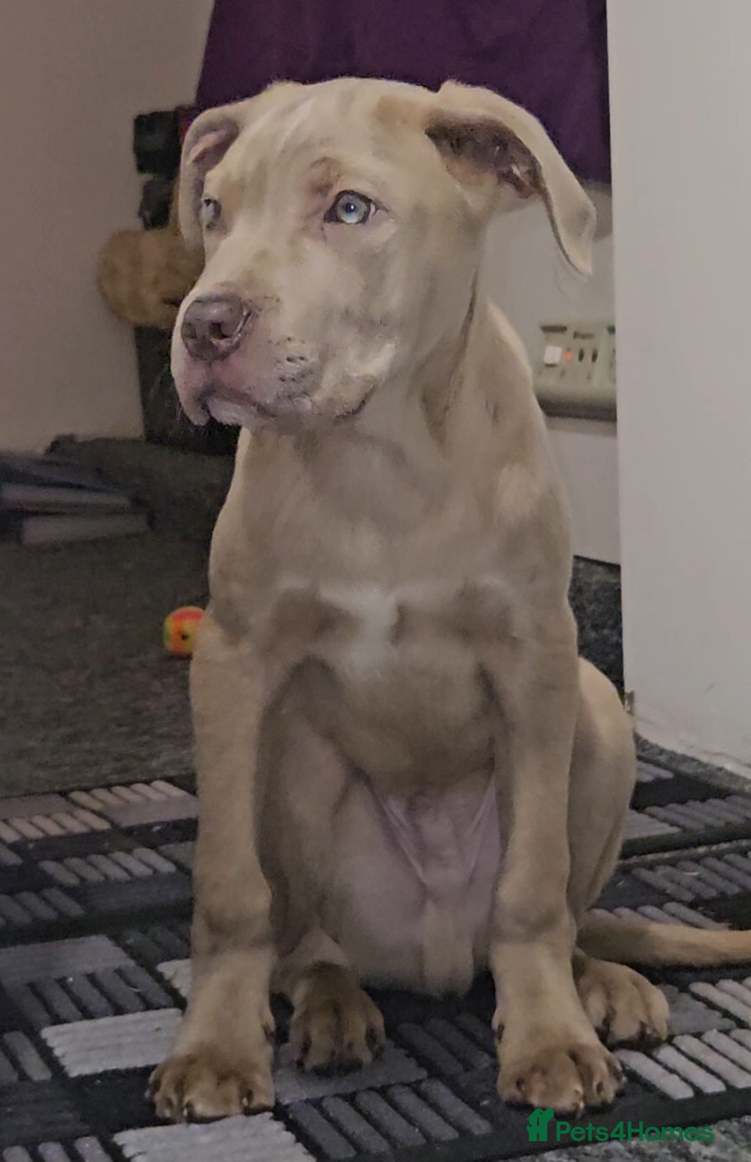 Mixed Breed dogs for sale: Cane Corso/Presa Canario Molloser dogs  - Advert 4