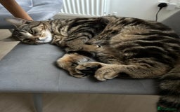 Domestic Shorthair cats for sale: Male cat - Image 5
