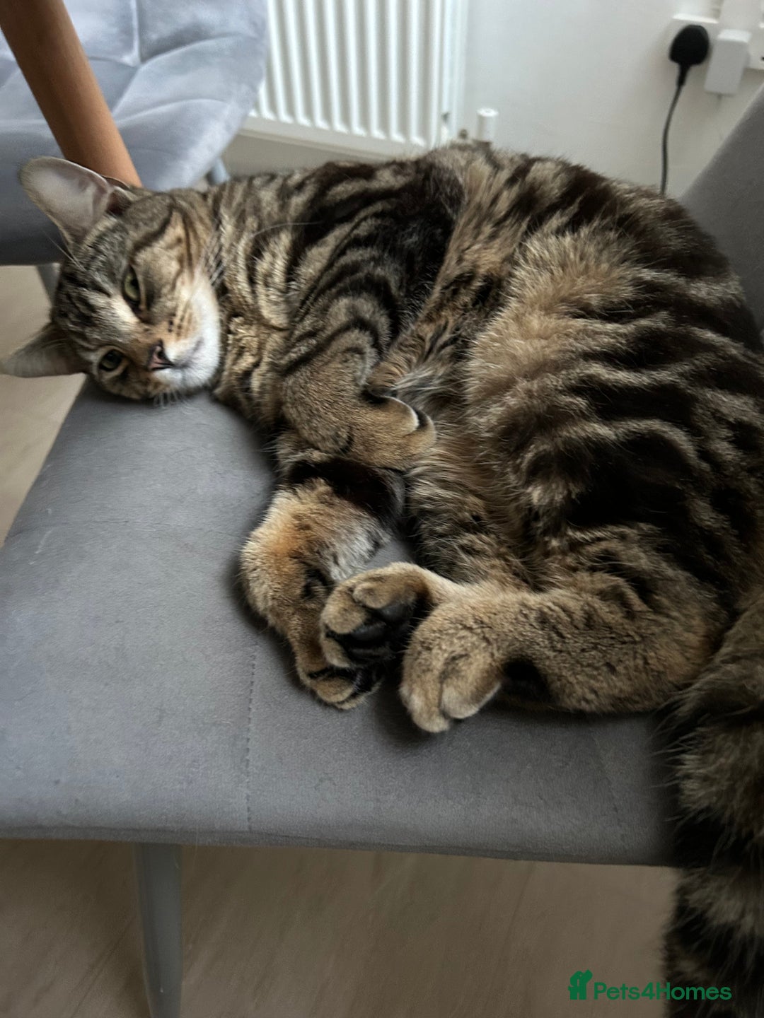 Domestic Shorthair cats for sale: Male cat - Image 5