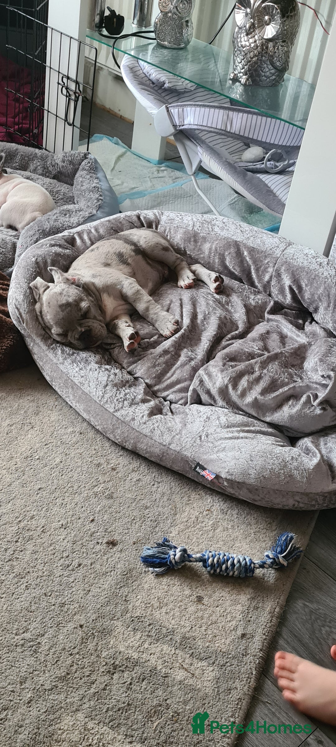 French Bulldog dogs for stud: Amazing merle male for stud - Image 11