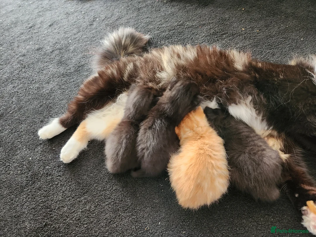Ragdoll cats for sale: 3 kittens - Advert 13