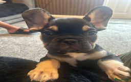French Bulldog dogs for sale: French bulldog puppies  - Image 12