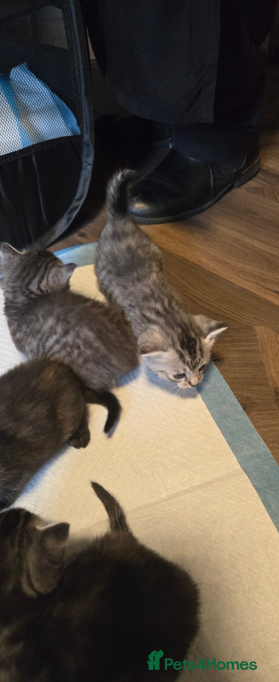Mixed Breed cats for sale: Mother + 6 Kittens (All together)  - Image 7