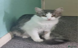 Maine Coon cats for sale: Main coon/ British short hair mix - Image 1