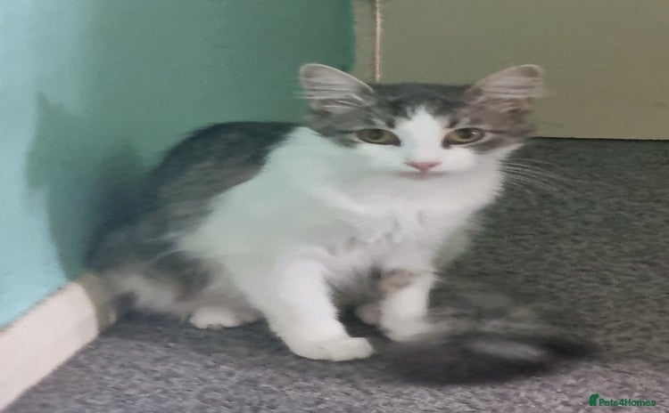 Maine Coon cats - Advert 13
