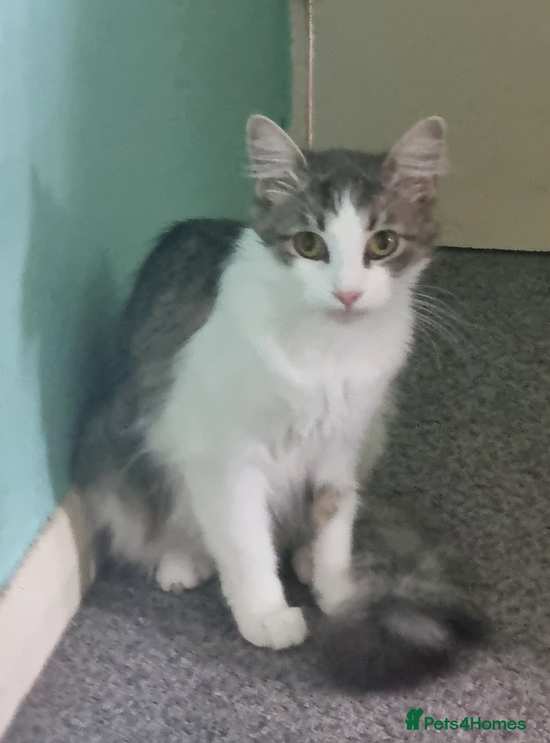 Maine Coon cats for sale: Main coon/ British short hair mix - Image 1