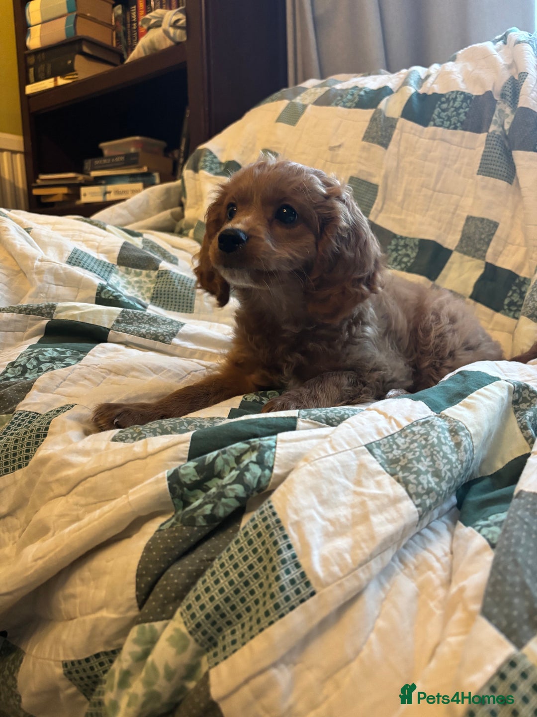 Cavapoo dogs for sale: Beautiful litter of F2 Cavapoo puppies - Advert 5