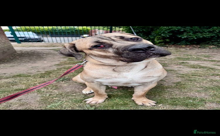 Cane Corso dogs - Advert 3