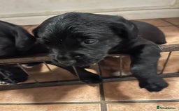 Mixed Breed dogs for sale: Sprockerdor puppies for sale - Image 10