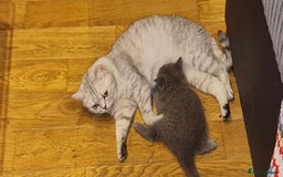 Scottish Fold cats for sale: Stunning kitten for rehomeing  - Image 4
