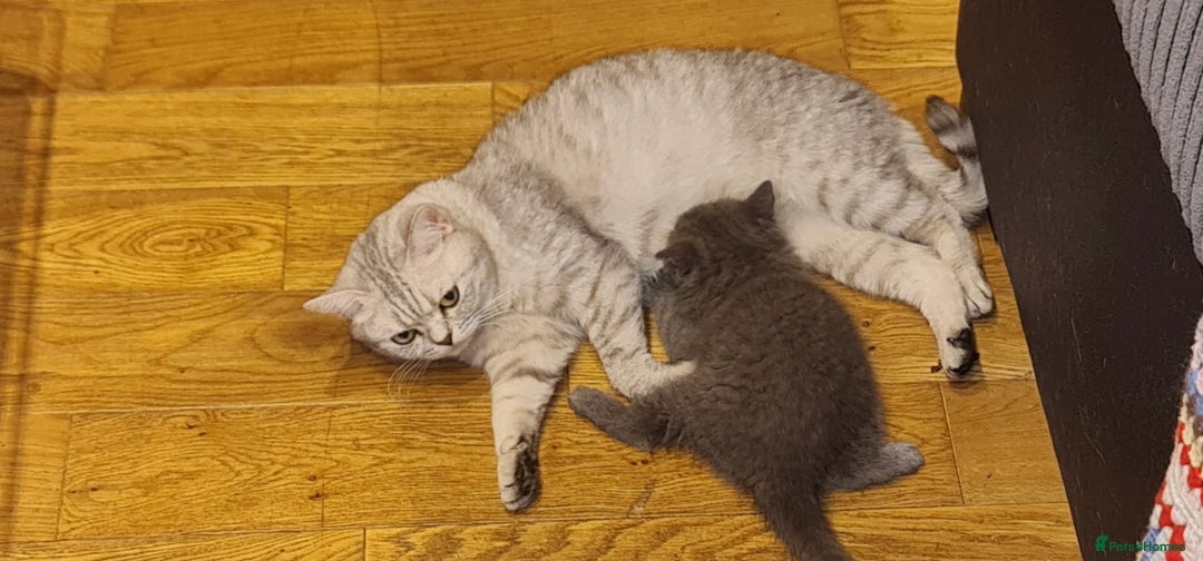 Scottish Fold cats for sale: Stunning kitten for rehomeing  - Image 4