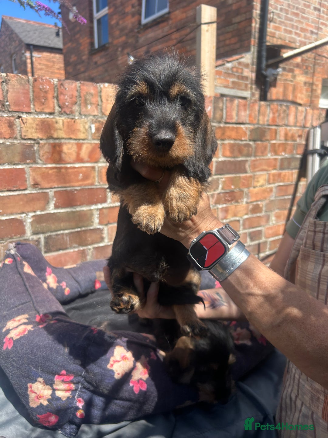 Dachshund dogs for sale: 2 left! standard dachshund puppies ready now! - Image 6